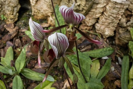 Orchids, Botanisk Hage, Oslo, Norway, June 2010