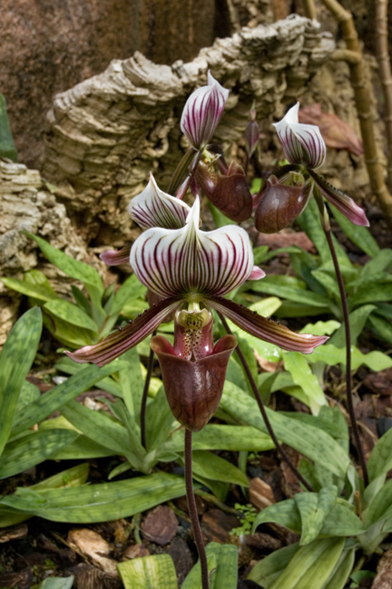 Orchids, Botanisk Hage, Oslo, Norway, June 2010