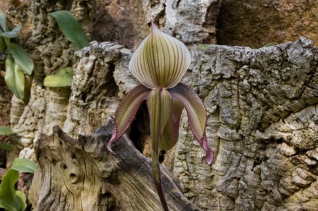 Orchids, Botanisk Hage, Oslo, Norway, June 2010