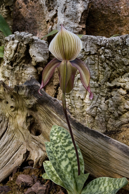Orchids, Botanisk Hage, Oslo, Norway, June 2010