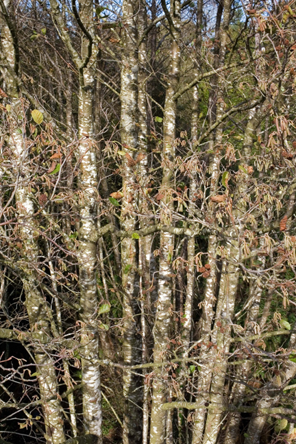 Coolree, Clonard, Co. Wexford, Ireland, October 2009 Coolree, Clonard, Co. Wexford, Ireland, October 2009