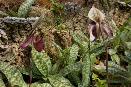 Orchids, Botanisk Hage, Oslo, Norway, June 2010
