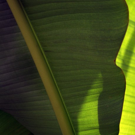 Banana Tree, Tipperary, Ireland, July 2004