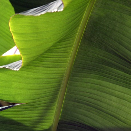 Banana Tree, Tipperary, Ireland, July 2004
