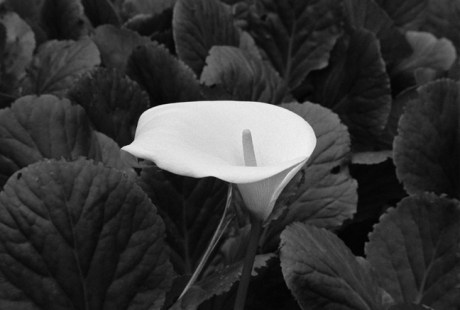 Lilly, Sintra, Portugal, April 2006