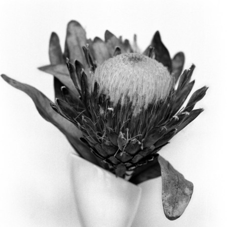 Protea, Synge Street, Dublin, Ireland, June 2005