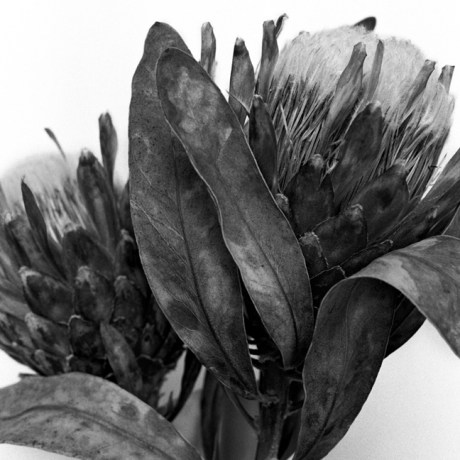 Protea, Synge Street, Dublin, Ireland, June 2005