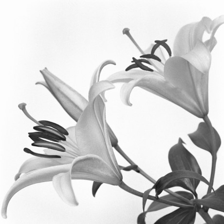 White Tiger Lilly, Synge Street, Dublin, Ireland, August 2005