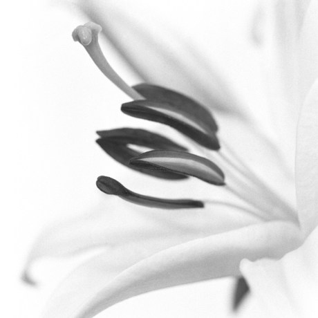 White Tiger Lilly, Synge Street, Dublin, Ireland, August 2005