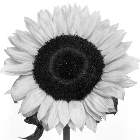 Sunflower, Synge Street, Dublin, Ireland, June 2005