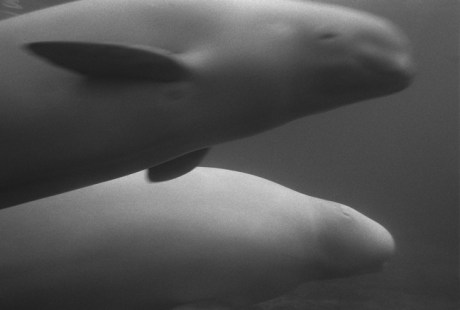 Dolphins, Manhattan, New York, America, April 1995