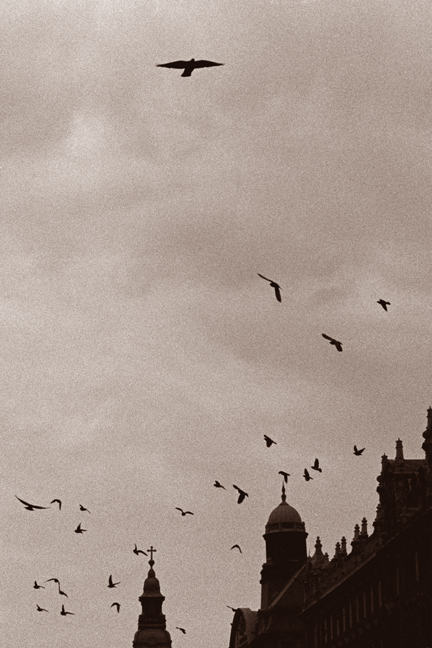 Birds, Budapest, Hungary, June 2001