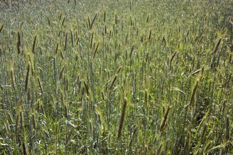 Bygdøy Peninsula, Oslo, Norway, June 2010