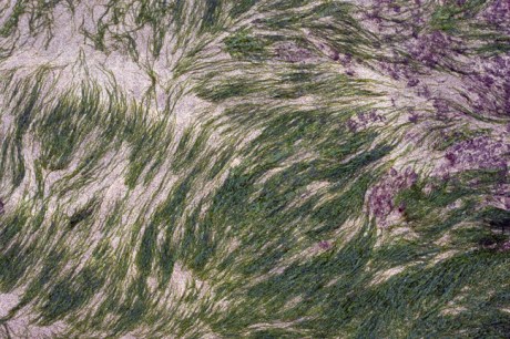 Baginbun Bay, Co. Wexford, Ireland, February 2013 Baginbun Bay, Co. Wexford, Ireland, February 2013 © Tom O' Connor 2013