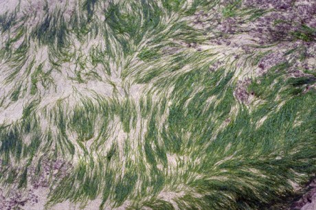 Baginbun Bay, Co. Wexford, Ireland, February 2013 Baginbun Bay, Co. Wexford, Ireland, February 2013 © Tom O' Connor 2013