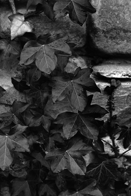 Lusty Beg Island, Co. Fermanagh, Ireland, October 2000