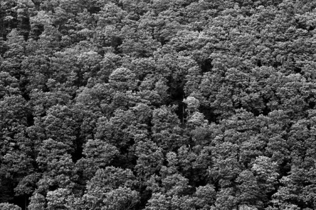 The Devil's Glen, Co. Wicklow, Ireland, 2003