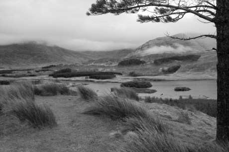 Tawnyard, Co. Mayo, Ireland, March 2009