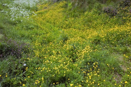 Dunamase, Co Laois, Ireland, May 2010