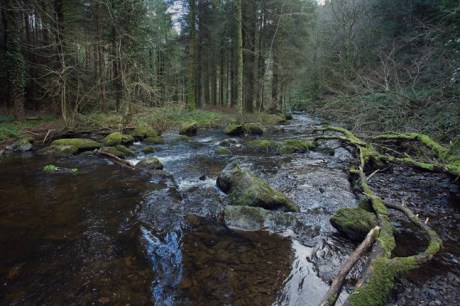 The Devils Glen, Co. Wicklow, Ireland, January 2012