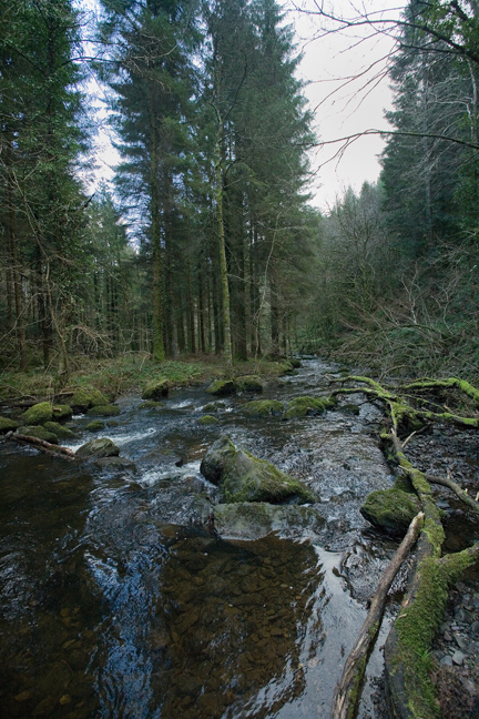 The Devils Glen, Co. Wicklow, Ireland, January 2012