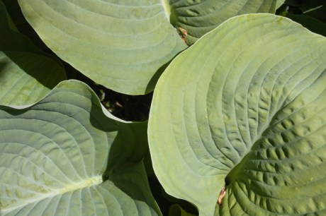 Mount Usher, Co. Wicklow, Ireland, June 2013