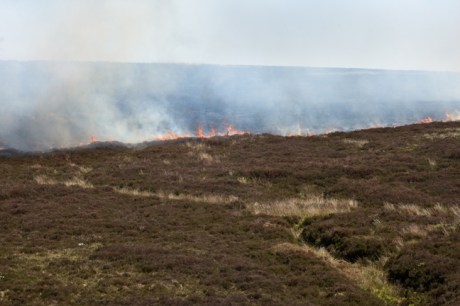 Sally Gap, Co. Wicklow, Ireland, June 2013