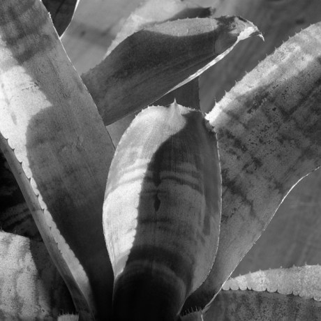 Bromeliad, Synge Street, Dublin, Ireland, August 2005