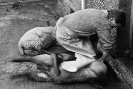 Cahill & Son, Victuallers, Ireland, 1991