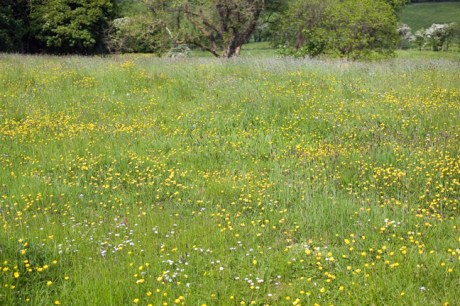 Monea, Enniskillen, Co. Fermanagh, Ireland, May 2009