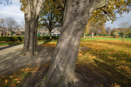 Herbert Park, Dublin, Co. Dublin, Ireland, November 2008