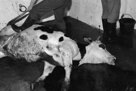 Cahill & Son, Victuallers, Ireland, 1991