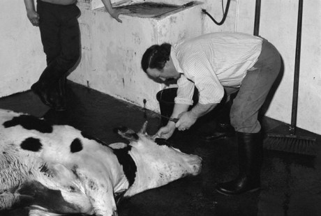 Cahill & Son, Victuallers, Ireland, 1991