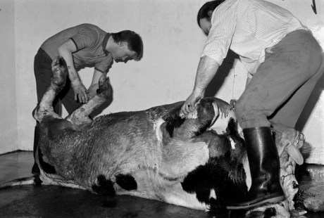 Cahill & Son, Victuallers, Ireland, 1991