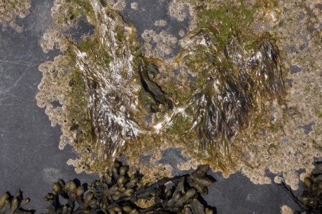 Loughshinny, Dublin, Co. Dublin, Ireland, June 2013