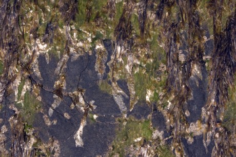 Loughshinny, Dublin, Co. Dublin, Ireland, June 2013