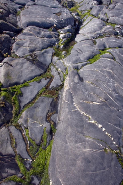 Loughshinny, Dublin, Co. Dublin, Ireland, June 2013