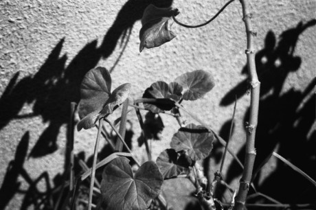 Davitt Road, Wexford, Co. Wexford, August 1993