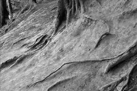 Clonard, Wexford, Co. Wexford, Ireland, July 1993 Clonard, Wexford, Co. Wexford, Ireland, July 1993