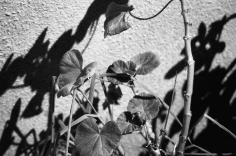 Exhibition Print for Greenacres Gallery, Wexford, 2001 Exhibition Print for Greenacres Gallery, Wexford, 2001