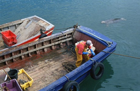 Harbour, Kilmore Quay, Co. Wexford, Ireland, July 2004 Harbour, Kilmore Quay, Co. Wexford, Ireland, July 2004