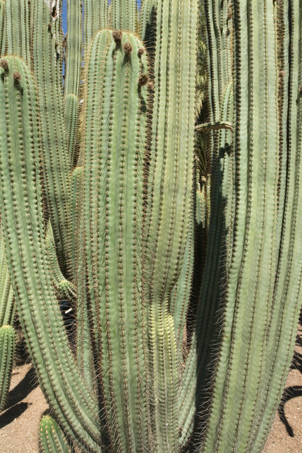 Universitat Jardi Botanic, Valencia, Spain, June 2012