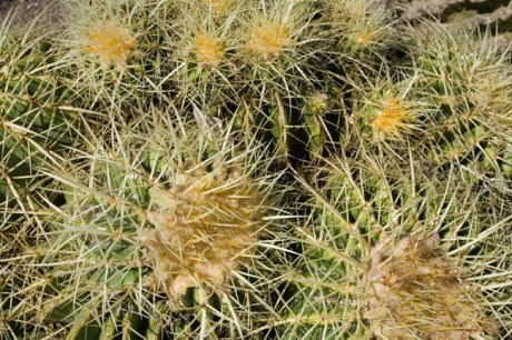 Universitat Jardi Botanic, Valencia, Spain, June 2012