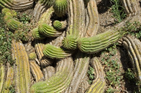 Universitat Jardi Botanic, Valencia, Spain, June 2012
