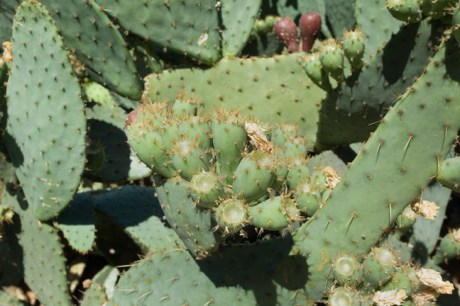 Universitat Jardi Botanic, Valencia, Spain, June 2012