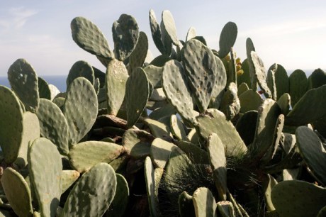 Cacti, Cabo de la Nao,, Javea, Marina Alta, Spain, October 2010
