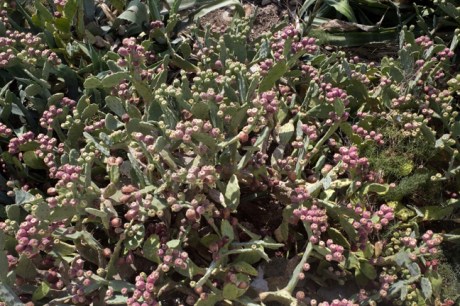 Cacti, Cabo de la Nao, Javea, Marina Alta, Spain, October 2010