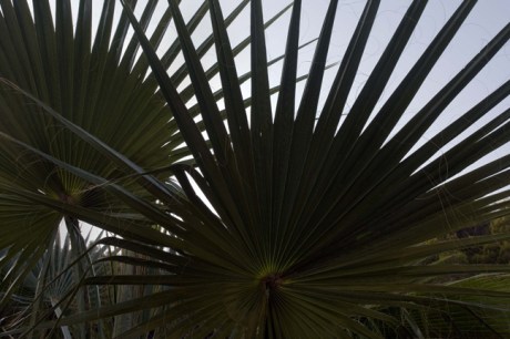 Palm Trees, Altea, Alicante, Spain October 2010