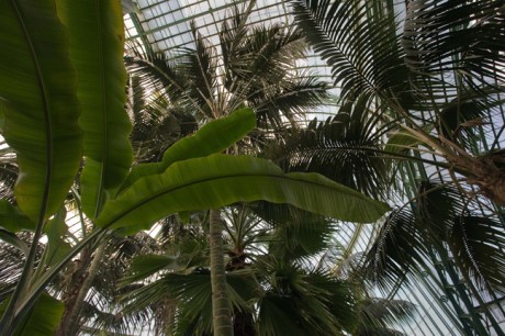 Grand Jardin d'hiver, Serres Royales de Laeken, Brussels, Belgium, May 2011