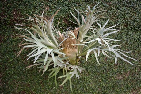 Grand Jardin d'hiver, Serres Royales de Laeken, Brussels, Belgium, May 2011